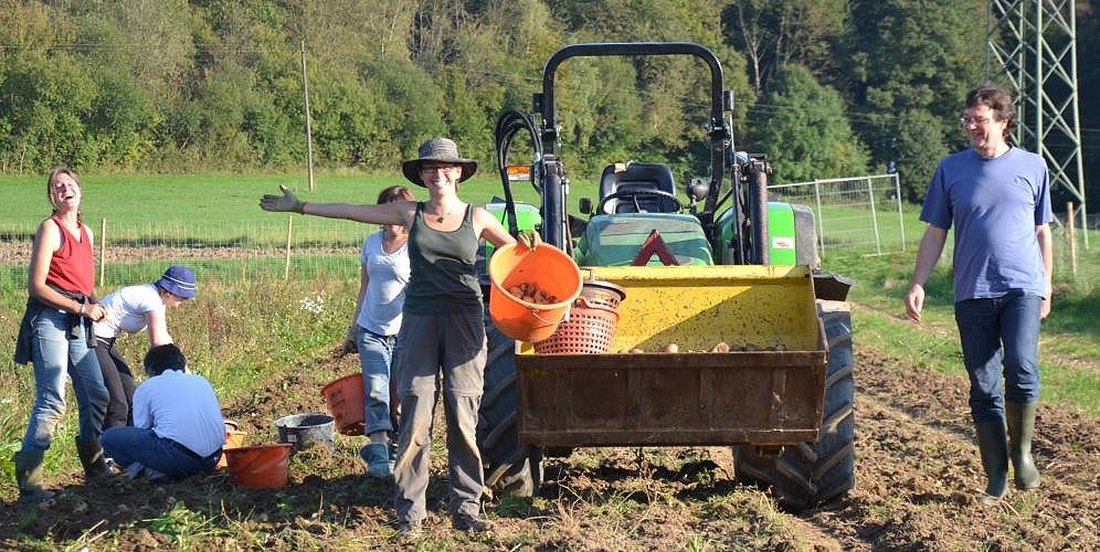 Kartoffelernte im September