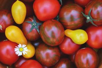 Bunte Tomatensorten