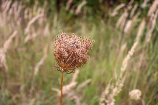 Blüte mit Samenstand auf einer Wiese