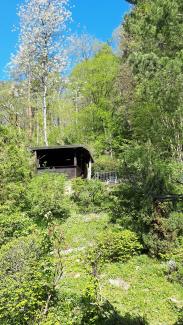 ein dicht bewachsener Garten im Frühjahr