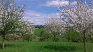 blühende Apfelbäume