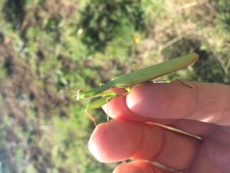Heuschrecke, auf einer Hand sitzend